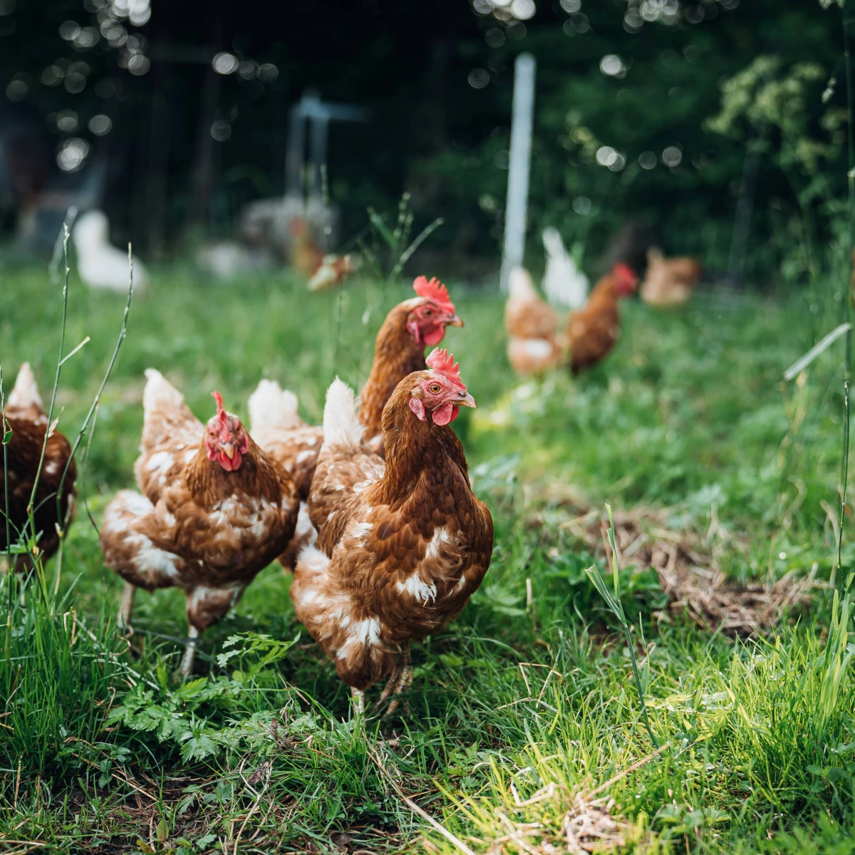 74 - Fischtagging-74 Hühner